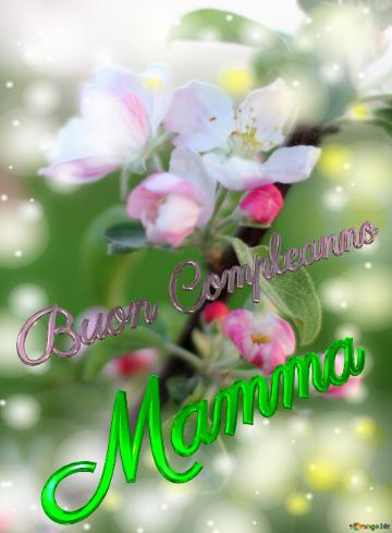 Happy  Birthday! Buon Compleanno Mamma  Flowers Of The Apple-tree Background