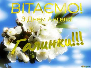 ВІТАЄМО!     З Днем Ангела! Галинки!!!  Коли білі квіти на дереві зацвітають, то немовби вся природа оживає, і все навкруги здавалося більш яскравим і красивим.