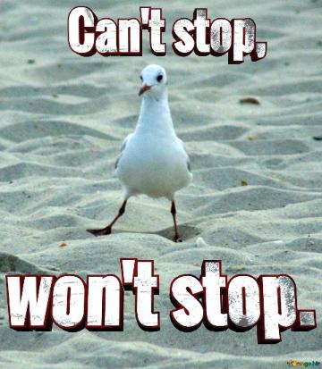 Can`t Stop, Won`t Stop.  Funny Seagull Meme 