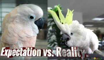 Expectation Vs. Reality.  Expectation Vs. Reality.