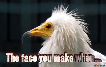 The Face You Make When...  The Beak Of A Vulture