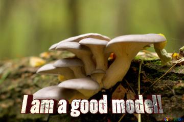 I Am A Good Model!   King Oyster Mushroom