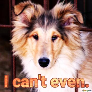 I can`t even.  sad dog picture for memes