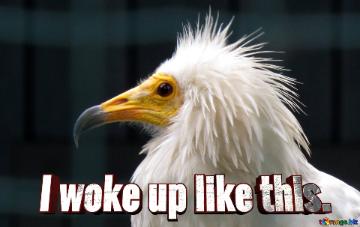 I Woke Up Like This.  The Beak Of A Vulture