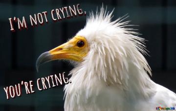 I’m Not Crying, You’re Crying.  The Beak Of A Vulture