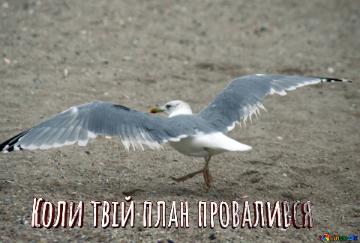 Коли твій план провалився  Normal Seagull