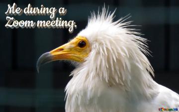 Me During A  Zoom Meeting.  The Beak Of A Vulture