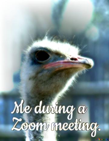 Me During A  Zoom Meeting.  A Close Up Of A Bird Ostrich Close-up Emu Flightless Bird Wildlife