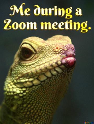   Me During A  Zoom Meeting.  Water  Agama