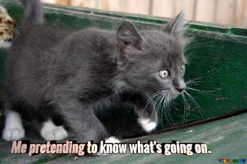 Me Pretending To Know What`s Going On.  Gray Kitten