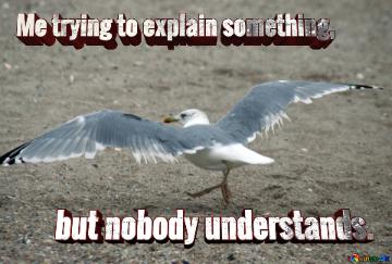 Me Trying To Explain Something,  But Nobody Understands.  Normal Seagull