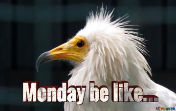 Monday Be Like...  The Beak Of A Vulture