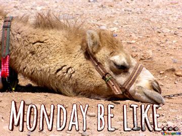 Monday Be Like...  Muzzle Camel