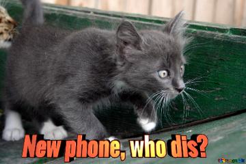 New Phone, Who Dis?  Gray Kitten