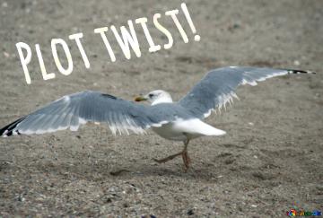 Plot Twist!  Normal Seagull