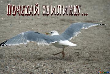 Почекай хвилинку...  Normal Seagull