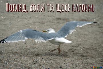 Погляд, коли ти щось наробив  Normal seagull