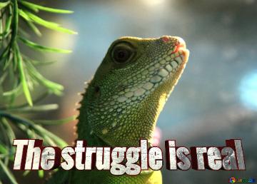 The struggle is real  Water  lizard  agama