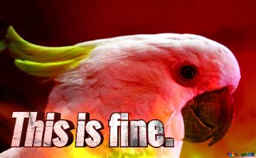 This Is Fine.  Fire Cockatoo