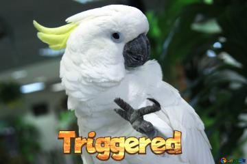 Triggered  Cockatoo