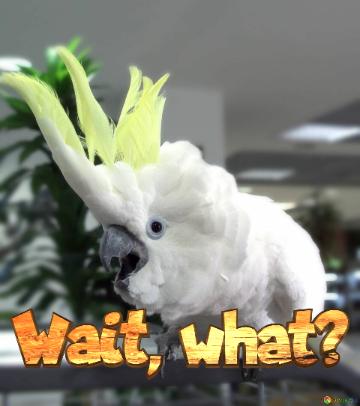 Wait, What?  Cockatoo  Meme 