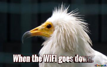 When The Wifi Goes Down.  The Beak Of A Vulture