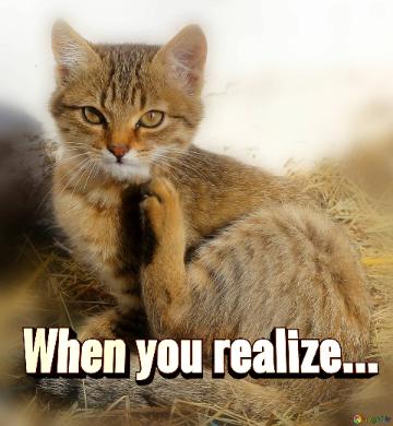 When You Realize...  Funny Cat Picture For Memes