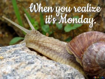 When You Realize        It`s Monday.  Ordinary Snail