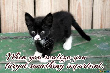 When You Realize You Forgot Something Important.  Black   White  Kitten