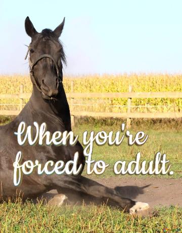 When You`re  Forced To Adult.  Funny Horse Meme 