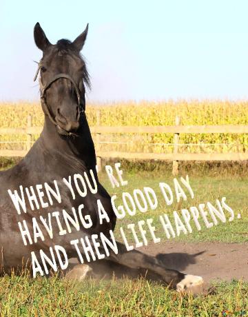 When You`re  Having A Good Day  And Then Life Happens.  Funny Horse Meme 