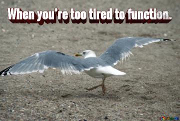 When You’re Too Tired To Function.  Normal Seagull