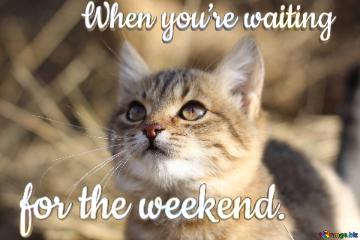 When You’re Waiting For The Weekend.  View Cat