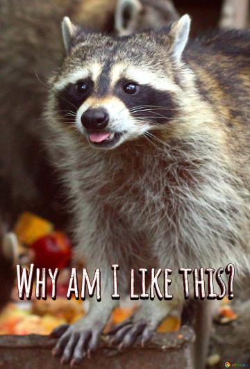 Why Am I Like This?  Funny Raccoon Picture For Memes