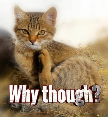 Why Though?  Funny Cat Picture For Memes