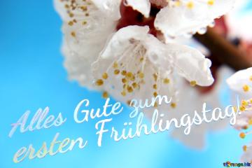 Alles Gute Zum   Ersten Frühlingstag!   Beautiful Spring Background