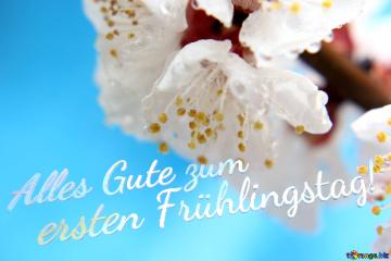 Alles Gute zum     ersten Frühlingstag!  Beautiful spring background