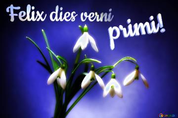 Felix Dies Verni Primi!  Flowers