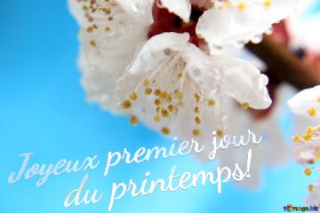 Joyeux Premier Jour        Du Printemps!   Beautiful Spring Background