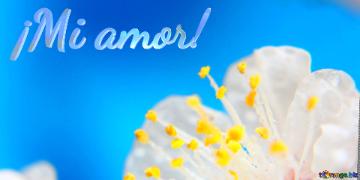 ¡mi Amor!  Spring Flower Cover