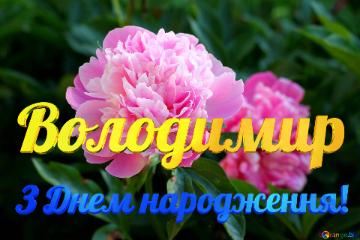 Володимир З Днем народження!  Peony Flowers