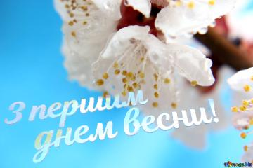 З першим       днем весни!   Beautiful spring background