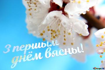 З першым      днём вясны!  Beautiful Spring Background