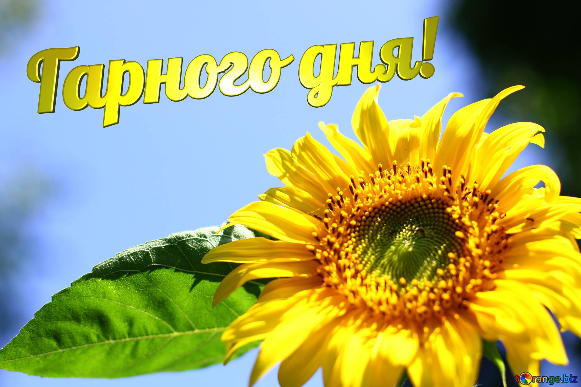 Гарного дня!  Sunflower desktop wallpapers №32684