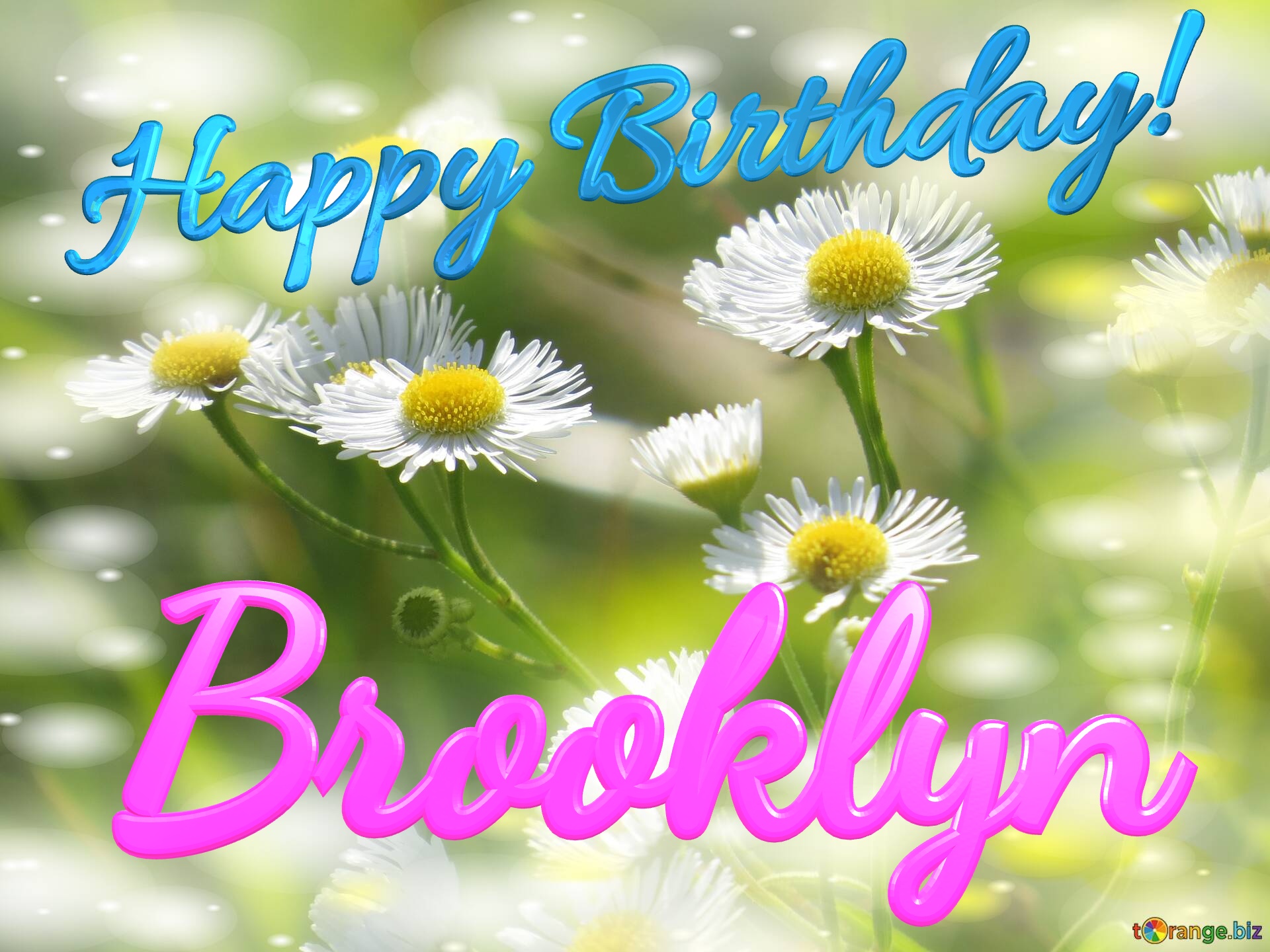 Brooklyn Happy Birthday! Daisies bokeh background №0