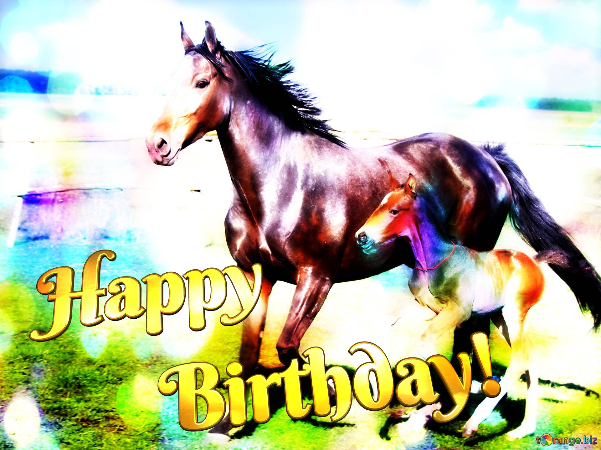 Horses Happy Birthday! Horses colorful background №0
