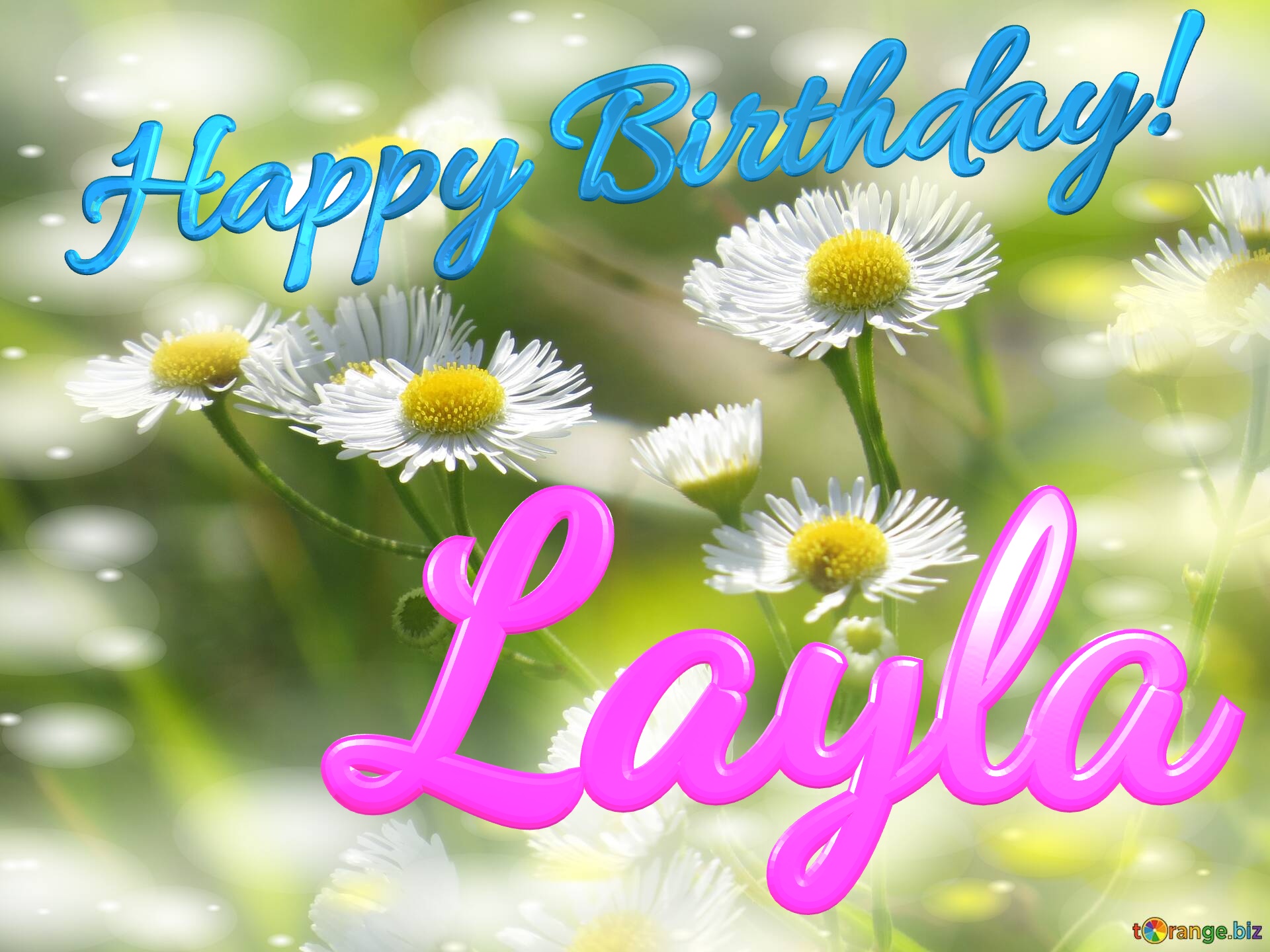 Layla Happy Birthday! Daisies bokeh background №0