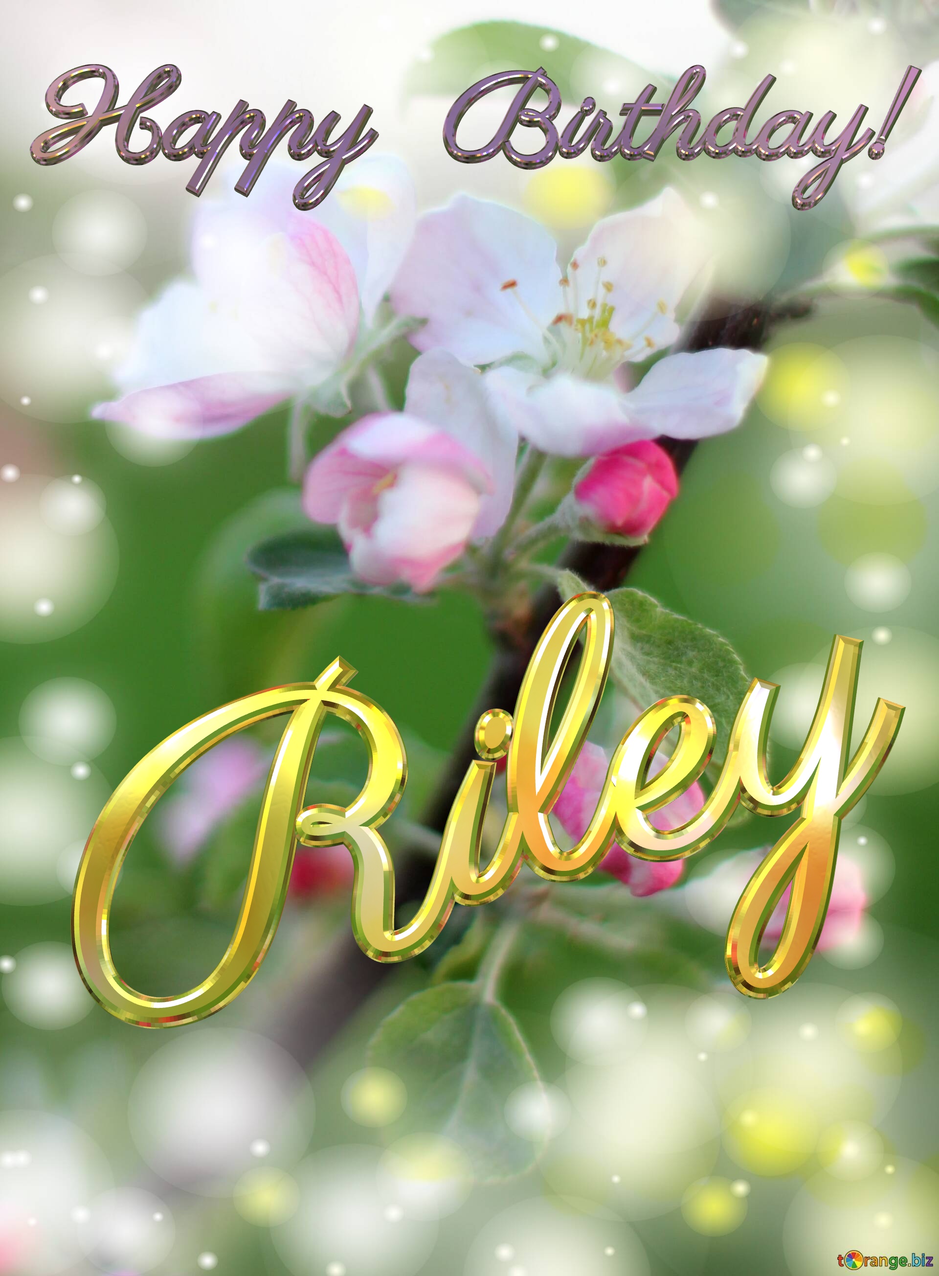 Riley Happy Birthday! Flowers of the Apple-tree background №0