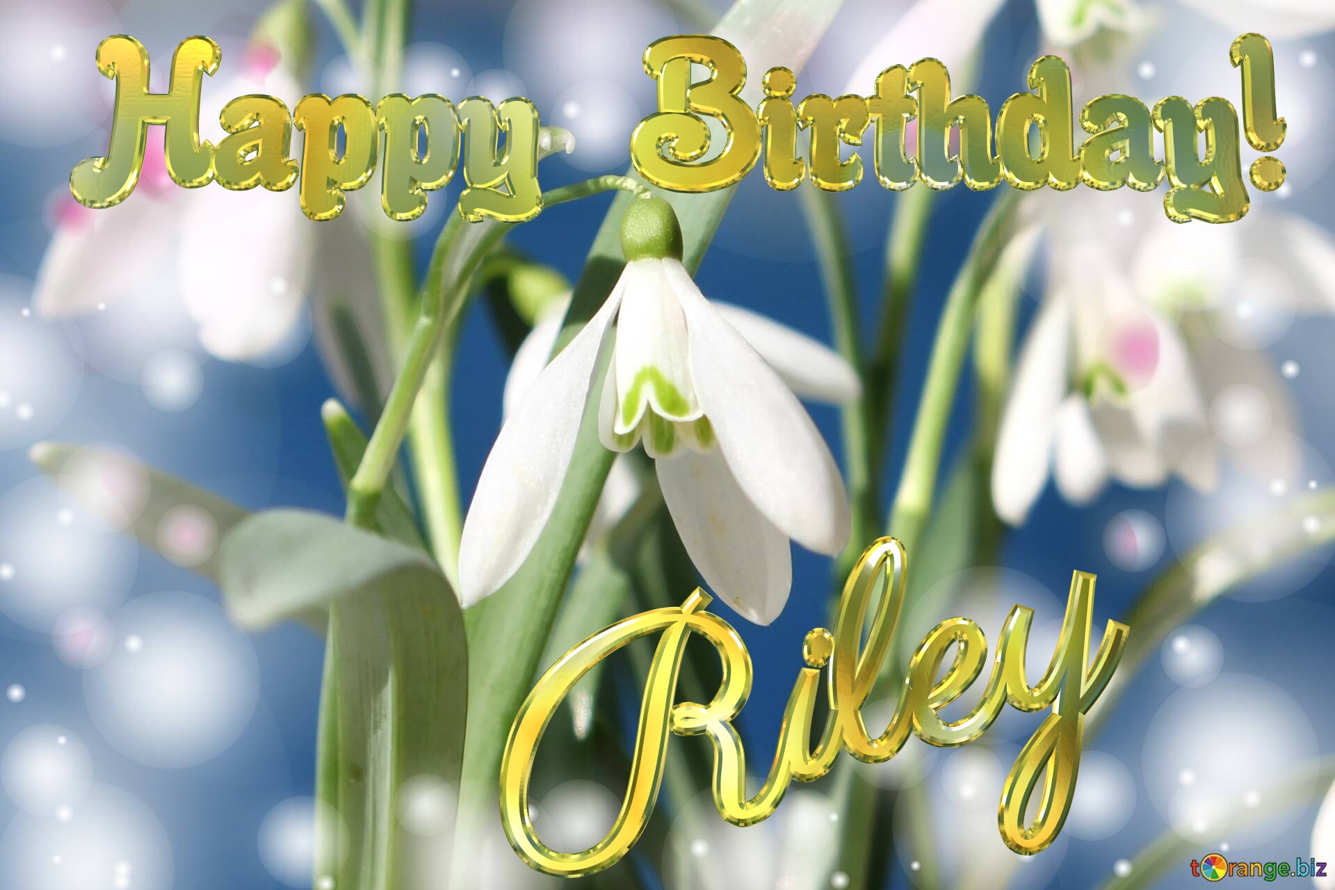 Happy Birthday! Riley Spring Flowers Flowers  spring background №0