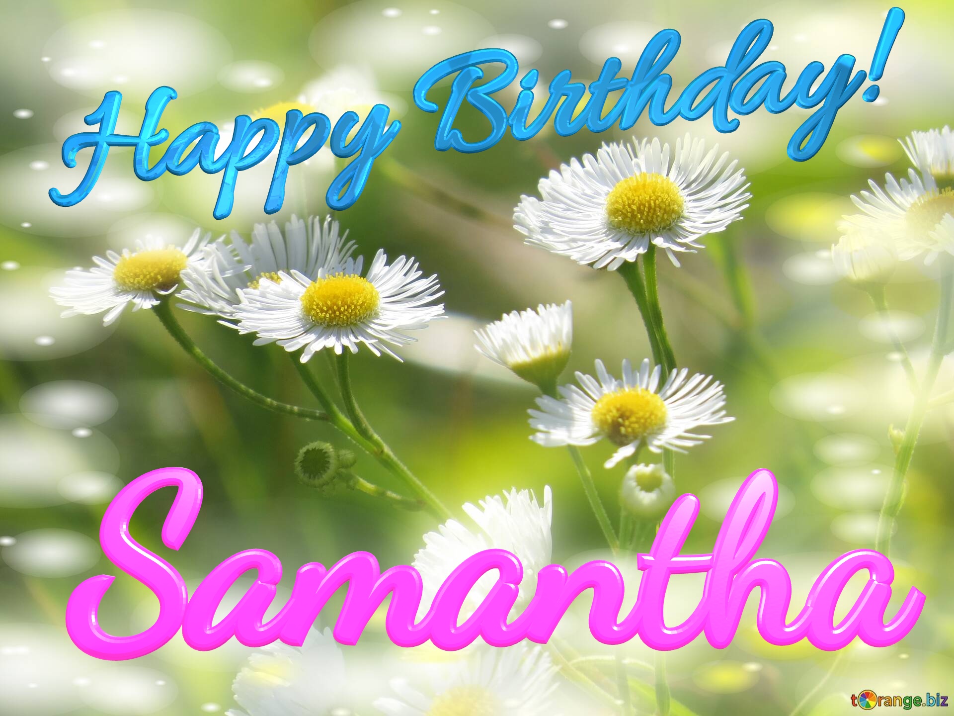 Samantha Happy Birthday! Daisies bokeh background №0